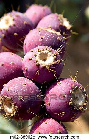 Pinya de la Rosa botanical garden in Costa Brava, Catalonia, Spain View Large Photo Image Stock Photography - Pinya de la Rosa botanical garden in Costa Brava, Catalonia, Spain. Fotosearch