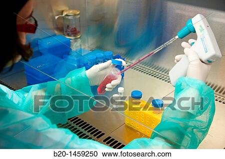 Stock Image - Pipetting cell culture medium, biosafety cabinet, Cell Culture Unit, Research in Oncology and Regenerative Medicine, Biodonostia Health and Biomedicine Research Institute, San Sebastian, Donostia, Gipuzkoa, Euskadi, Spain. Fotosearch