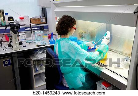 Stock Photo - Pipetting cell culture medium, biosafety cabinet, Cell Culture Unit, Research in Oncology and Regenerative Medicine, Biodonostia Health and Biomedicine Research Institute, San Sebastian, Donostia, Gipuzkoa, Euskadi, Spain. Fotosearch