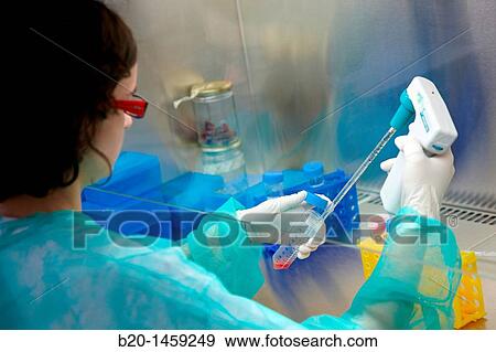 Pipetting cell culture medium, biosafety cabinet, Cell Culture Unit, Research in Oncology and Regenerative Medicine, Biodonostia Health and Biomedicine Research Institute, San Sebastian, Donostia, Gipuzkoa, Euskadi, Spain View Large Photo Image Stock Photo - Pipetting cell culture medium, biosafety cabinet, Cell Culture Unit, Research in Oncology and Regenerative Medicine, Biodonostia Health and Biomedicine Research Institute, San Sebastian, Donostia, Gipuzkoa, Euskadi, Spain. Fotosearch