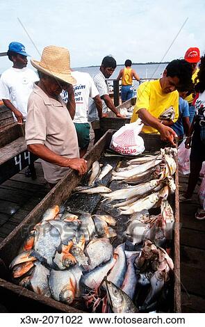 piranha, fish market, port, confluence of the amazonas and tapajos rivers, santarem, state of para, amazon region, brazil, south america. View Large Photo Image Stock Image - piranha, fish market, port, confluence of the amazonas and tapajos rivers, santarem, state of para, amazon region, brazil, south america.. Fotosearch