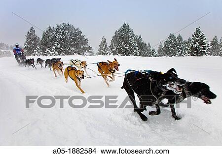 Pirena Advance is a 15 days long sleddog race across the Pyrenees (Spain-France-Andorra). View Large Photo Image Picture - Pirena Advance is a 15 days long sleddog race across the Pyrenees (Spain-France-Andorra).. Fotosearch