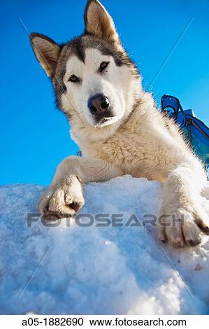Pirena Advance is a 15 days long sleddog race across the Pyrenees (Spain-France-Andorra). View Large Photo Image Stock Image - Pirena Advance is a 15 days long sleddog race across the Pyrenees (Spain-France-Andorra).. Fotosearch