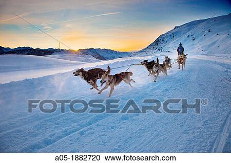 Pirena Advance is a 15 days long sleddog race across the Pyrenees (Spain-France-Andorra). View Large Photo Image Stock Image - Pirena Advance is a 15 days long sleddog race across the Pyrenees (Spain-France-Andorra).. Fotosearch