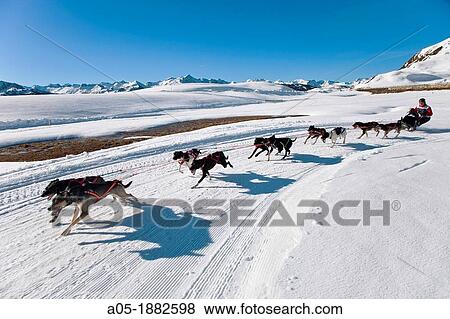 Stock Photo - Pirena Advance is a 15 days long sleddog race across the Pyrenees (Spain-France-Andorra).. Fotosearch