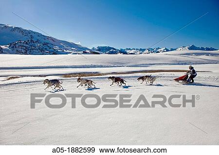 Pirena Advance is a 15 days long sleddog race across the Pyrenees (Spain-France-Andorra). View Large Photo Image Stock Photo - Pirena Advance is a 15 days long sleddog race across the Pyrenees (Spain-France-Andorra).. Fotosearch