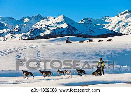 Pirena Advance is a 15 days long sleddog race across the Pyrenees (Spain-France-Andorra). View Large Photo Image Stock Photo - Pirena Advance is a 15 days long sleddog race across the Pyrenees (Spain-France-Andorra).. Fotosearch