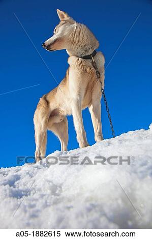Pirena Advance is a 15 days long sleddog race across the Pyrenees (Spain-France-Andorra). View Large Photo Image Stock Photography - Pirena Advance is a 15 days long sleddog race across the Pyrenees (Spain-France-Andorra).. Fotosearch