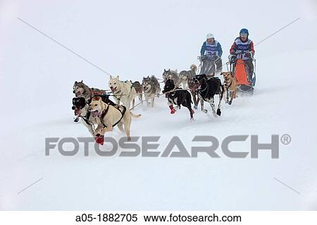 Pirena Advance is a 15 days long sleddog race across the Pyrenees (Spain-France-Andorra). View Large Photo Image Stock Photography - Pirena Advance is a 15 days long sleddog race across the Pyrenees (Spain-France-Andorra).. Fotosearch