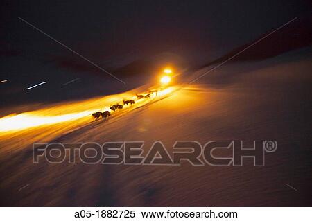 Pirena Advance is a 15 days long sleddog race across the Pyrenees (Spain-France-Andorra). View Large Photo Image Stock Photography - Pirena Advance is a 15 days long sleddog race across the Pyrenees (Spain-France-Andorra).. Fotosearch