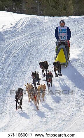 Pirena Sled dog race in the Pyrenees going through Spain, Andorra and France Baqueira Beret Lleida Province Catalonia Spain View Large Photo Image Stock Photo - Pirena Sled dog race in the Pyrenees going through Spain, Andorra and France Baqueira Beret Lleida Province Catalonia Spain. Fotosearch