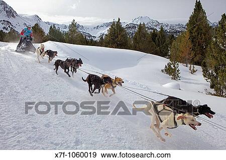 Pirena Sled dog race in the Pyrenees going through Spain, Andorra and France Grandvalira Andorra View Large Photo Image Stock Photo - Pirena Sled dog race in the Pyrenees going through Spain, Andorra and France Grandvalira Andorra. Fotosearch