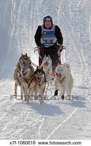 Pirena Sled dog race in the Pyrenees going through Spain, Andorra and France Baqueira Beret Lleida Province Catalonia Spain View Large Photo Image Stock Photograph - Pirena Sled dog race in the Pyrenees going through Spain, Andorra and France Baqueira Beret Lleida Province Catalonia Spain. Fotosearch