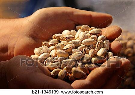 Pistachios, Hama, Syria View Large Photo Image Stock Photo - Pistachios, Hama, Syria. Fotosearch