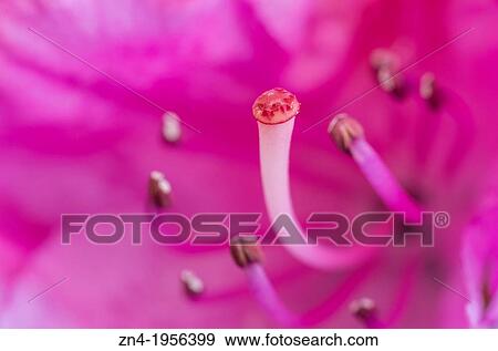 Stock Photo - Pistil and Pollen Detail in Botanical Garden Erfurt. Germany.. Fotosearch
