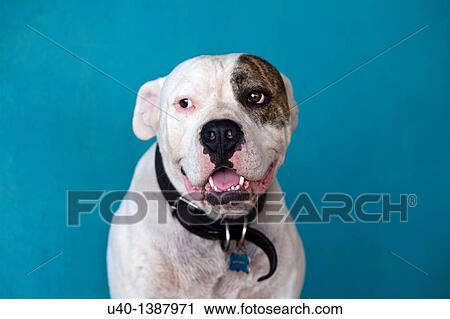 Stock Image - Pit bull. Fotosearch