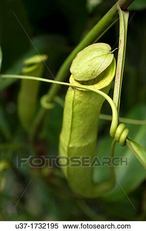 Stock Photography - Pitcher plant. Image taken at Orchid Garden, Kuching, Sarawak, Malaysia.. Fotosearch