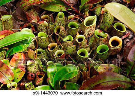 Stock Image - Pitcher Plant, Nepenthes Ampullaria, Borneo. Fotosearch