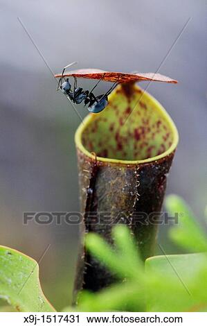 Stock Image - Pitcher plant Nepenthes gracilis and black ant, Sarawak, Borneo.. Fotosearch