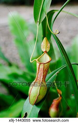 Pitcher Plant, Nepenthes Hispida, Borneo View Large Photo Image Stock Photography - Pitcher Plant, Nepenthes Hispida, Borneo. Fotosearch
