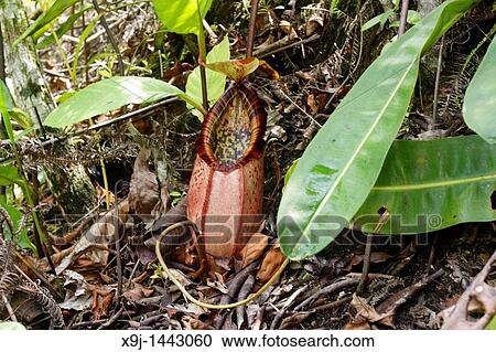 Stock Image - Pitcher Plant, Nepenthes Northiana, Borneo. Fotosearch