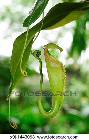 Stock Image - Pitcher Plant, Nepenthes Platychila, Borneo. Fotosearch