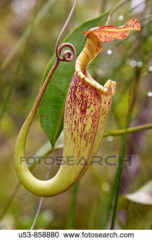 Stock Image - Pitcher Plant, Nepenthes rafflesiana, aerial pitcher, Bako, Sarawak, Borneo, Malaysia. Fotosearch