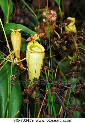 Pitcher Plant (Nepenthes madagascariensis) View Large Photo Image Stock Photo - Pitcher Plant (Nepenthes madagascariensis). Fotosearch