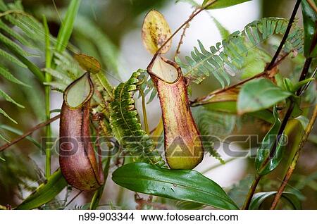 Pitcher plant Nepenthes tentaculata cloud forest Mount Kinabalu Kinabalu National Park Sabah Borneo Malaysia View Large Photo Image Picture - Pitcher plant Nepenthes tentaculata cloud forest Mount Kinabalu Kinabalu National Park Sabah Borneo Malaysia. Fotosearch