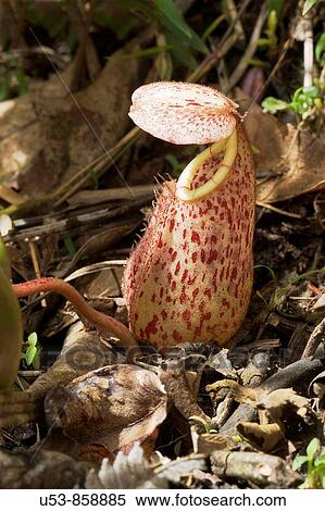 Stock Photography - Pitcher Plant, Nepenthes tentaculata, Kinabalu Nat Park, Sabah, Borneo, Malaysia. Fotosearch