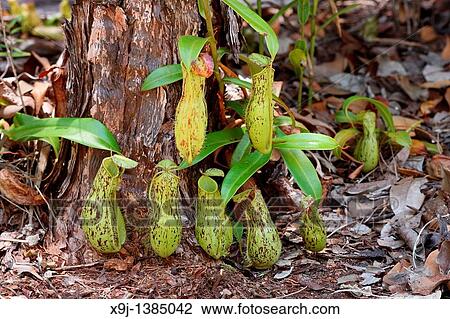 Stock Image - Pitcher Plant, Nepenthes xkuchingensis, Borneo.. Fotosearch