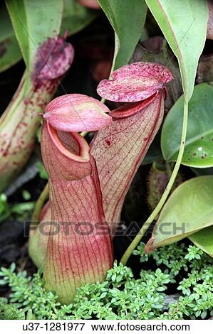 Pitcher plants taken at Kuching Orchid Garden, Sarawak, Malaysia View Large Photo Image Stock Photo - Pitcher plants taken at Kuching Orchid Garden, Sarawak, Malaysia. Fotosearch