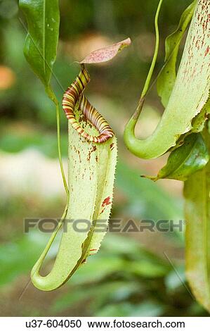 Stock Image - Pitchers plant taken at Kota Padawan Pitchers Garden. Kuching, Sarawak Malaysia. Fotosearch