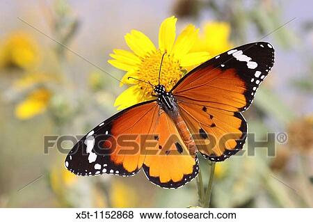 Stock Photo - Plain Tiger Danaus chrysippus AKA African Monarch Butterfly shot in Israel, October. Fotosearch