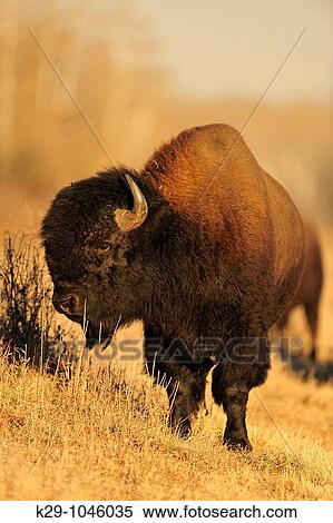 Plains bison Bison bison Bull and cows in rut View Large Photo Image Stock Photography - Plains bison Bison bison Bull and cows in rut. Fotosearch