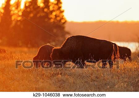 Plains bison Bison bison grazing View Large Photo Image Stock Photo - Plains bison Bison bison grazing. Fotosearch