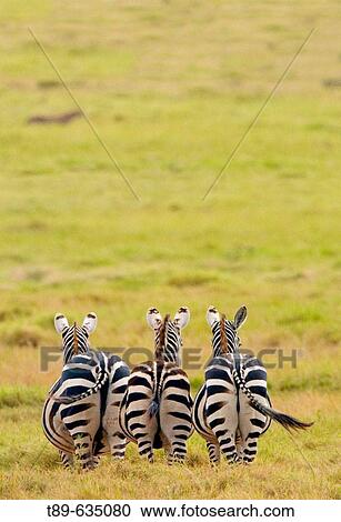 Plains Zebra (Equus bruchelli) grazing in golden grass View Large Photo Image Stock Image - Plains Zebra (Equus bruchelli) grazing in golden grass. Fotosearch