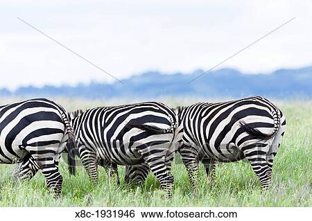 Plains zebra (Equus quagga) also called common zebra or Burchell's zebra, subspecies E. q. boehmi (Grant's zebra) in Kenya, Lewa Game Reserve. Africa, East Africa, Kenya, November View Large Photo Image Stock Photograph - Plains zebra (Equus quagga) also called common zebra or Burchell's zebra, subspecies E. q. boehmi (Grant's zebra) in Kenya, Lewa Game Reserve. Africa, East Africa, Kenya, November. Fotosearch
