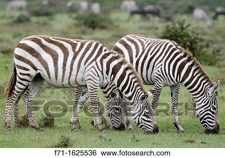 Plains Zebra, Equus quagga grazing Lake Navisha, Kenya, Africa View Large Photo Image Stock Photograph - Plains Zebra, Equus quagga grazing Lake Navisha, Kenya, Africa. Fotosearch