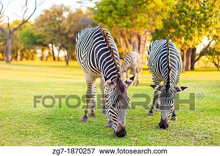 Stock Photo - Plains zebra Equus quagga grazing, South Africa. Fotosearch