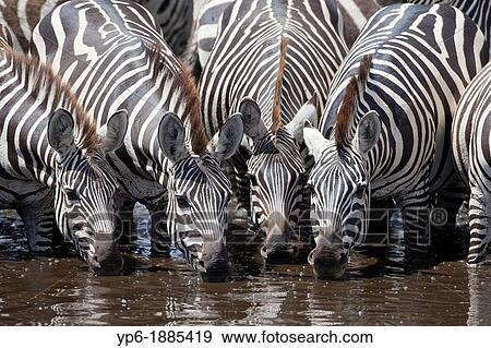 Stock Photo - Plains Zebras Equus quagga drinking at waterhole, Serengeti National Park, Tanzania. Fotosearch