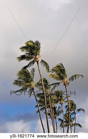 Plam trees at sunrise, Kauai Island, Hawaii Islands, USA View Large Photo Image Picture - Plam trees at sunrise, Kauai Island, Hawaii Islands, USA. Fotosearch
