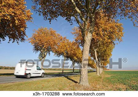 Stock Photo - Plane tree-lined road, Eure-et-Loir department, Centre region, France. Fotosearch