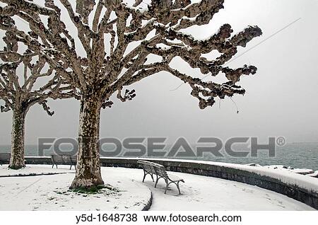 plane trees, Geneva Lake, Geneva, Switzerland, wintertime View Large Photo Image Stock Photo - plane trees, Geneva Lake, Geneva, Switzerland, wintertime. Fotosearch