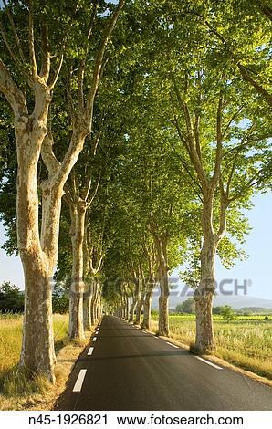 Plane Trees; Platanus orientalis; Trees Lined Road in Provence; France. View Large Photo Image Stock Image - Plane Trees; Platanus orientalis; Trees Lined Road in Provence; France.. Fotosearch
