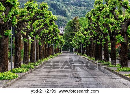 plane-trees road in Porlezza, Province of Como, Lombardy, Italy. View Large Photo Image Stock Photography - plane-trees road in Porlezza, Province of Como, Lombardy, Italy.. Fotosearch