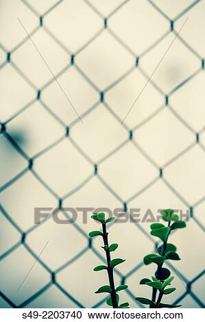 Plant and fence. View Large Photo Image Stock Image - Plant and fence.. Fotosearch