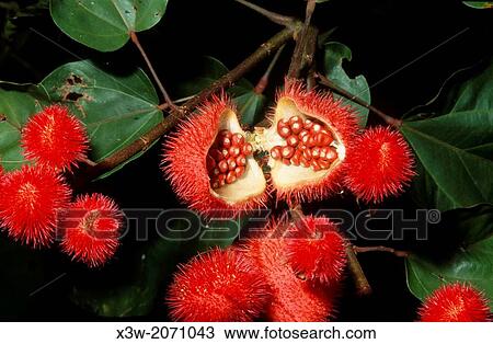 plant and fruits of urucum, santarem area, state of para, amazon region, brazil, south america. View Large Photo Image Stock Image - plant and fruits of urucum, santarem area, state of para, amazon region, brazil, south america.. Fotosearch