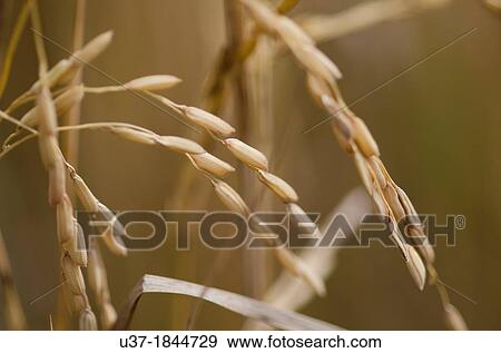 Plant and seeds of wet rice crop in Skudup Village, Sarawak, Malaysia View Large Photo Image Stock Photo - Plant and seeds of wet rice crop in Skudup Village, Sarawak, Malaysia. Fotosearch