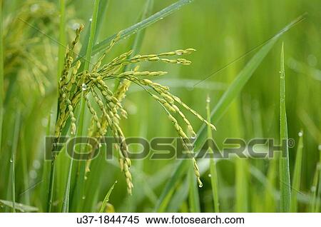 Plant and seeds of wet rice crop in Skudup Village, Sarawak, Malaysia View Large Photo Image Stock Photography - Plant and seeds of wet rice crop in Skudup Village, Sarawak, Malaysia. Fotosearch